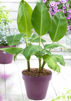 Banaani (Musa) on eksoottinen, mutta helppo kasvatettava.
