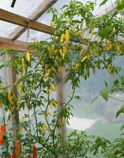 Lemon Drop kasvihuoneessa