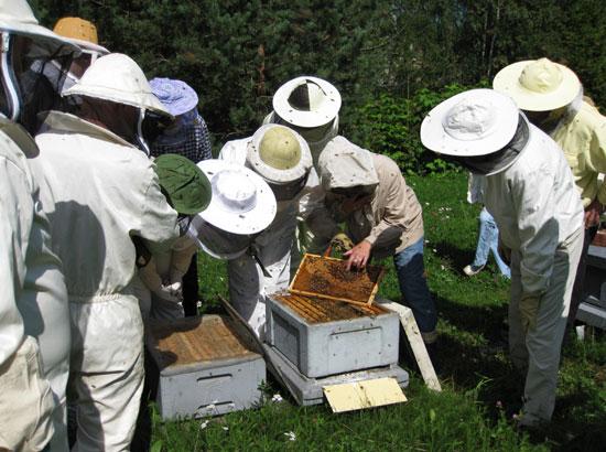 Helsingin seudun mehiläishoitajat tarkastelemassa kasvattiensa lisääntymistä