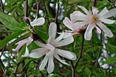 Magnolia Leonard Messell