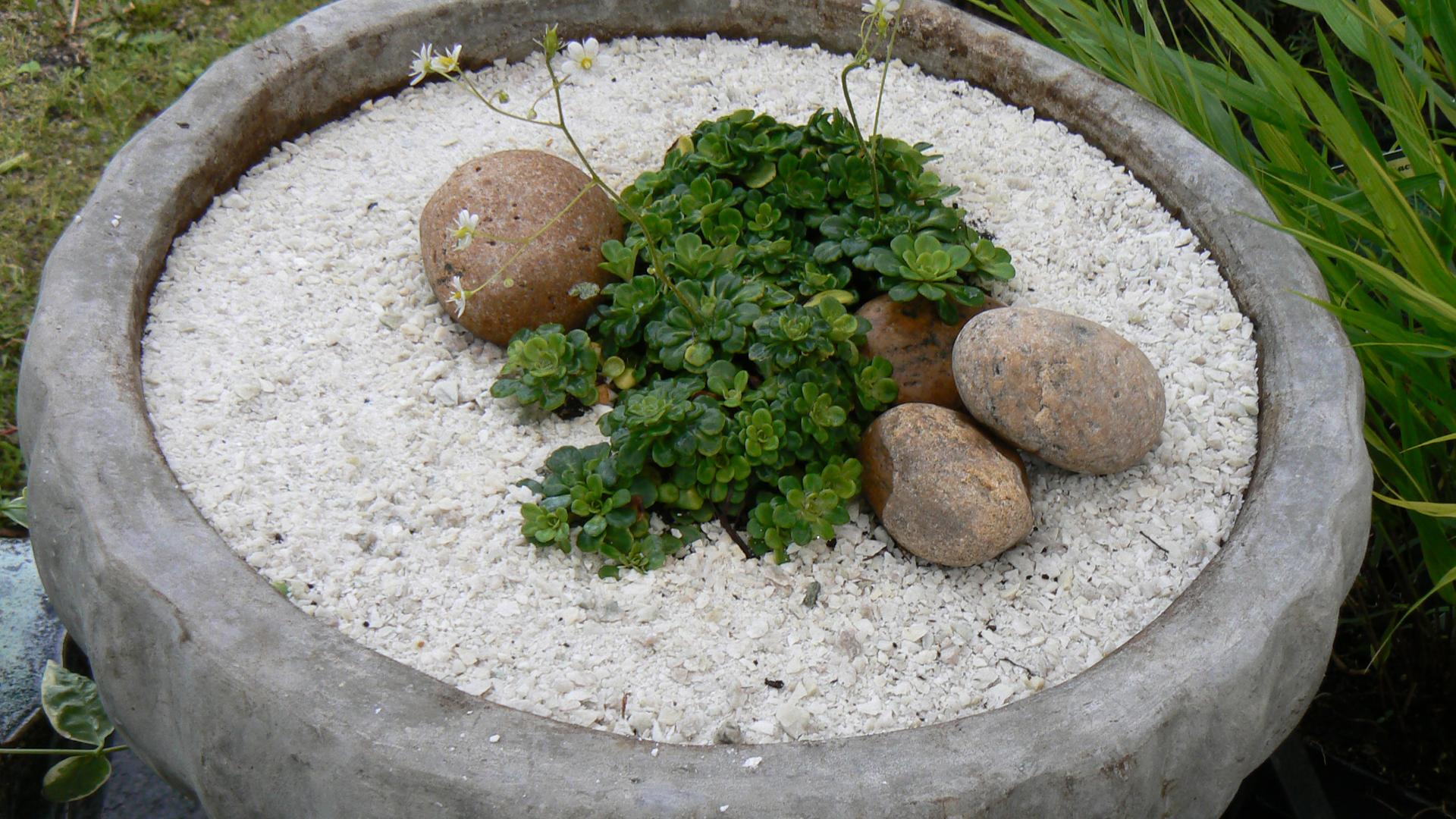 Mehikasveista, kivistä ja hiekasta synty eleetön, japanilaistyylinen ruukkuistutus.