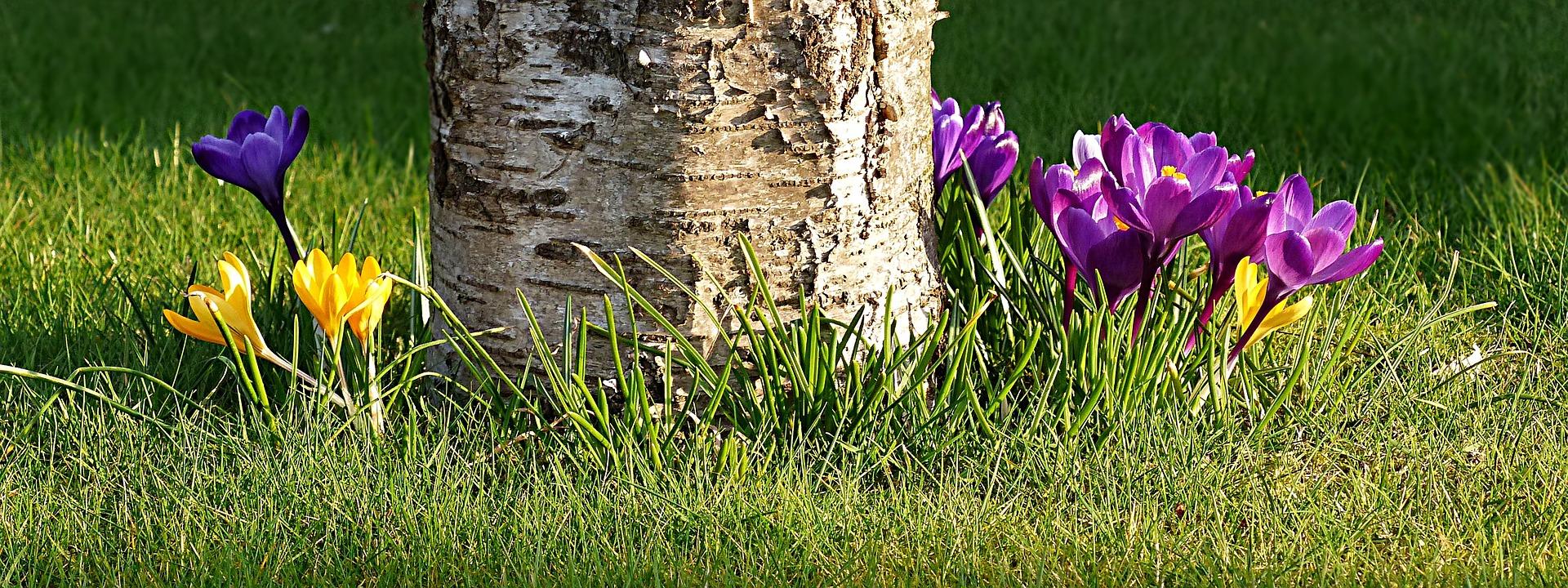 Täydessä vauhdissa kevät on, kun tutut krookukset täyttävät kukkapenkit iloisella väriloistollaan!