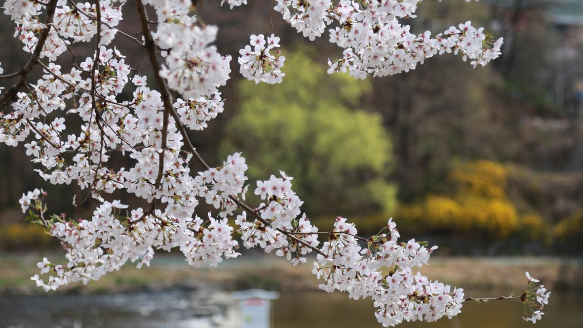 Kirsikankukat näyttävät kauniilta ja tuovat väriä pihaan kun niitä on runsaasti.