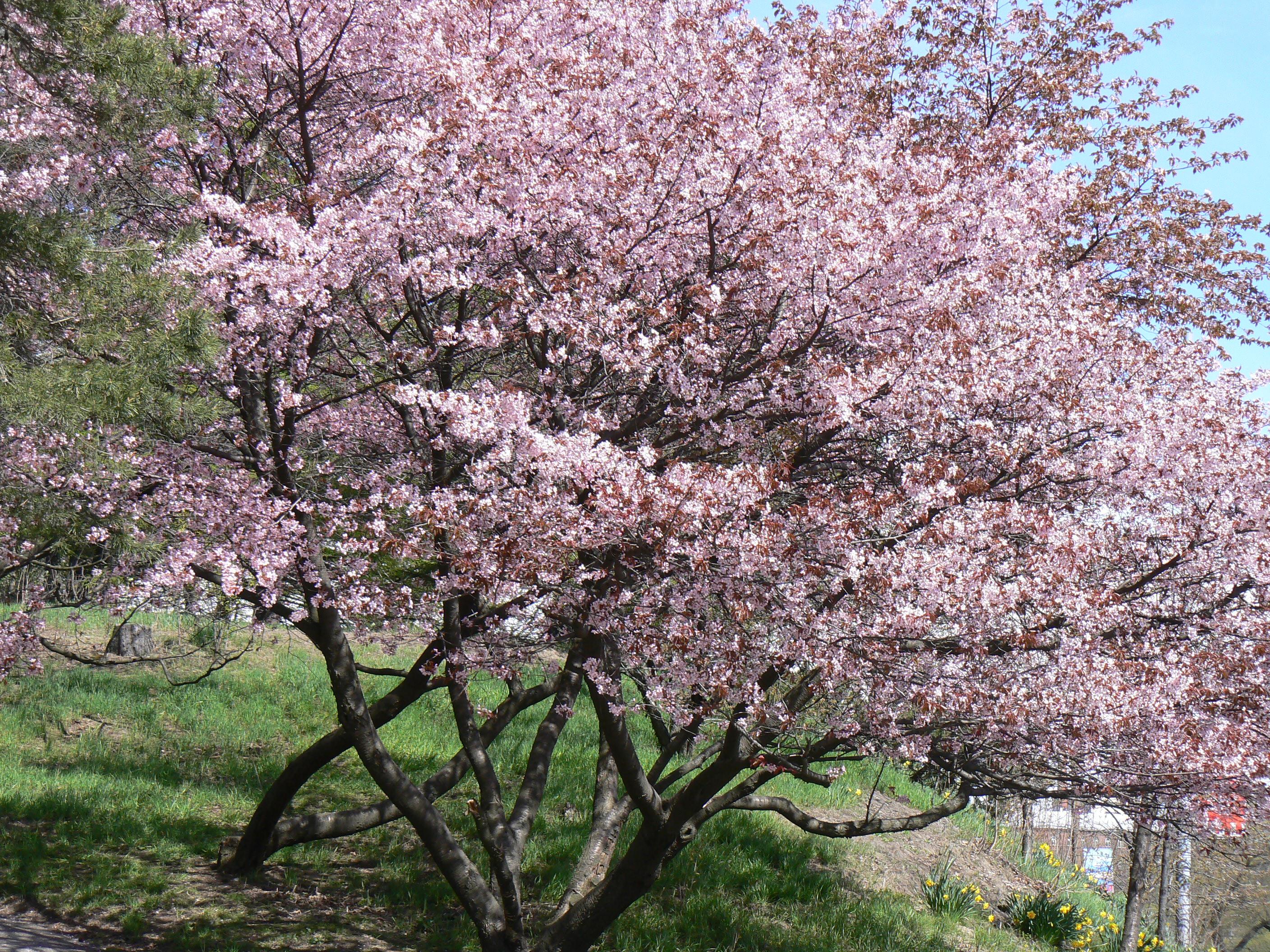 Rusokirsikka (Prunus sargentii) on sievä pikku puu, joka kukkii varhain ja runsaasti. Monirunkoisena se muodostaa leveän ja yksirunkoisena pyöreän latvuksen.