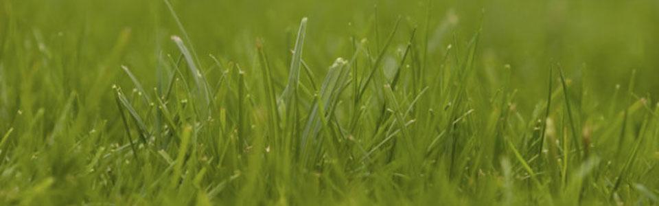 Terve ja hyvinvoiva nurmikko on kauniin vihreää ja sen kasvu on voimakasta.