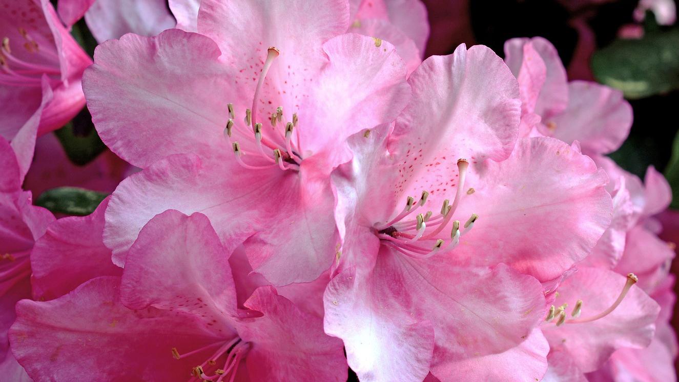 Alppiruusut eli Rhododendronit ovat niin ikään happaman maan ystäviä. (Kuva: Pixabay)