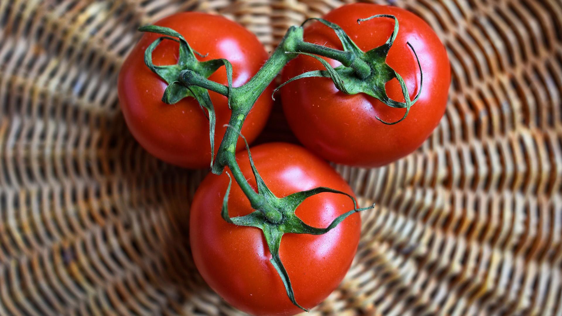 Oi mitä herkkua, itse kasvatetut tomaatit.