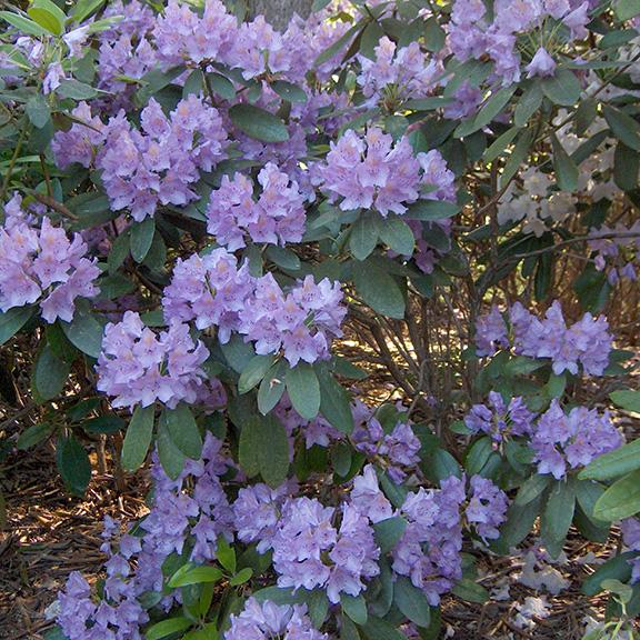 <p data-block-key="xirnr">Puistoalppiruusu (Rhododendron Catawbiense-ryhmä) (Kuva: Puutarha.net)</p>