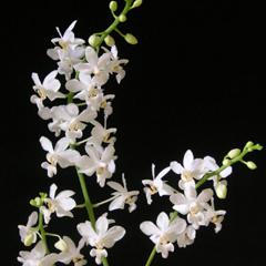 Phalaenopsis Snowflake
