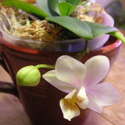 Pienikokoinen Phalaenopsis-risteymä