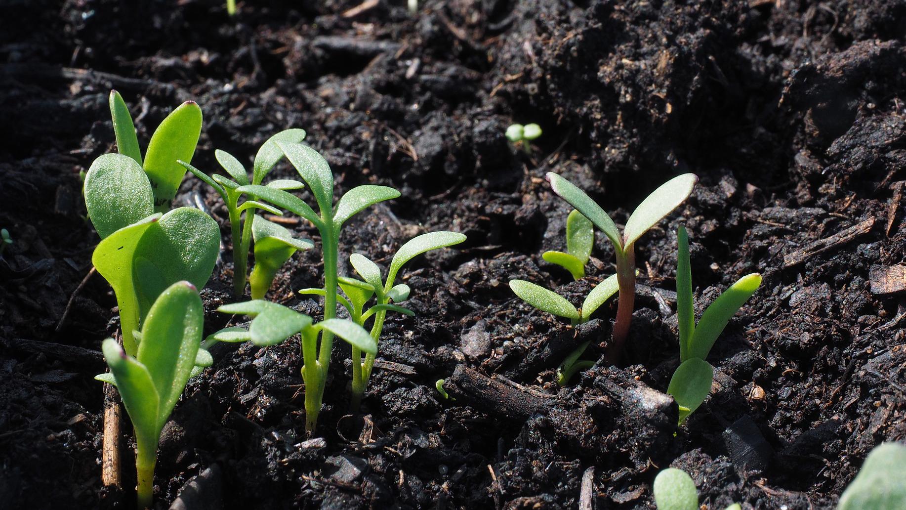 Talviviljelyn etuna on, että kylmässä kasvaneita kasveja ei tarvitse erikseen koulia. (Kuva: Pixabay)