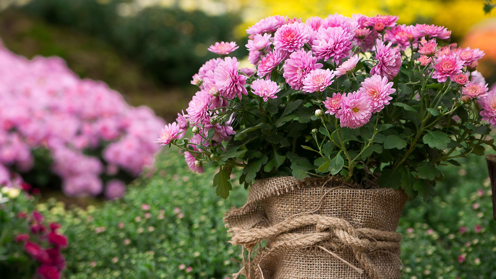Pallokrysanteemi (Chrysanthemum) viihtyy parhaiten aurinkoisella paikalla. Värivalikoima on laaja: valkoisia, keltaisia, oransseja, vaaleanpunaisia ja violetteja kukkia. Pallokrysanteemi kukkii pitkälle syksyyn, kunhan huolehditaan tasaisesta kosteudesta, muistetaan lannoitus ja nypitään kukkineet kukat pois. Kukat ränsistyvät helposti kastuessaan, joten krysanteemi kukkii parhaiten sateelta suojassa, esim. parvekkeella tai terassilla. (Kuva: Shutterstock)