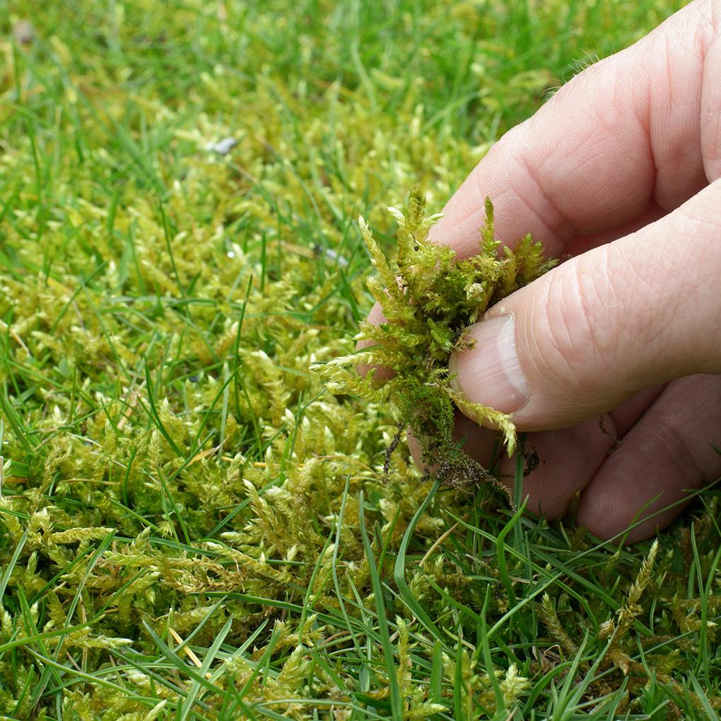 Sammaloituneen nurmikon avuksi sopii esimerkiksi Biolan Sammalsyöppö, joka sekä lannoittaa että auttaa pääsemään eroon sammaleesta. (Kuva: Adobe Stock)