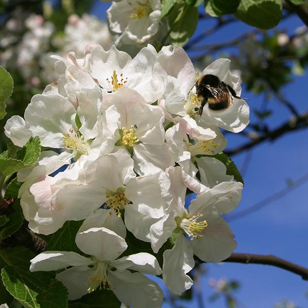 Mehiläiset ja kimalaiset ovat tärkeitä pölyttäjiä. (Kuva: Puutarha.net)