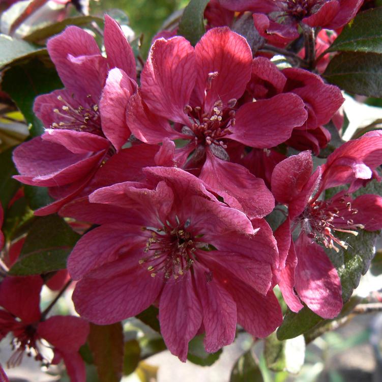 Usein mielikuva koristeomenapuiden kukista on hempeän vaalea. Voimakkaan värisiin lajikkeisiin kuuluu muun muassa ’Tumma Kaunotar’