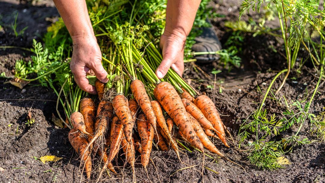 Lannoita porkkana­viljelmää luonnon­mukaisesti, saat terveen sadon