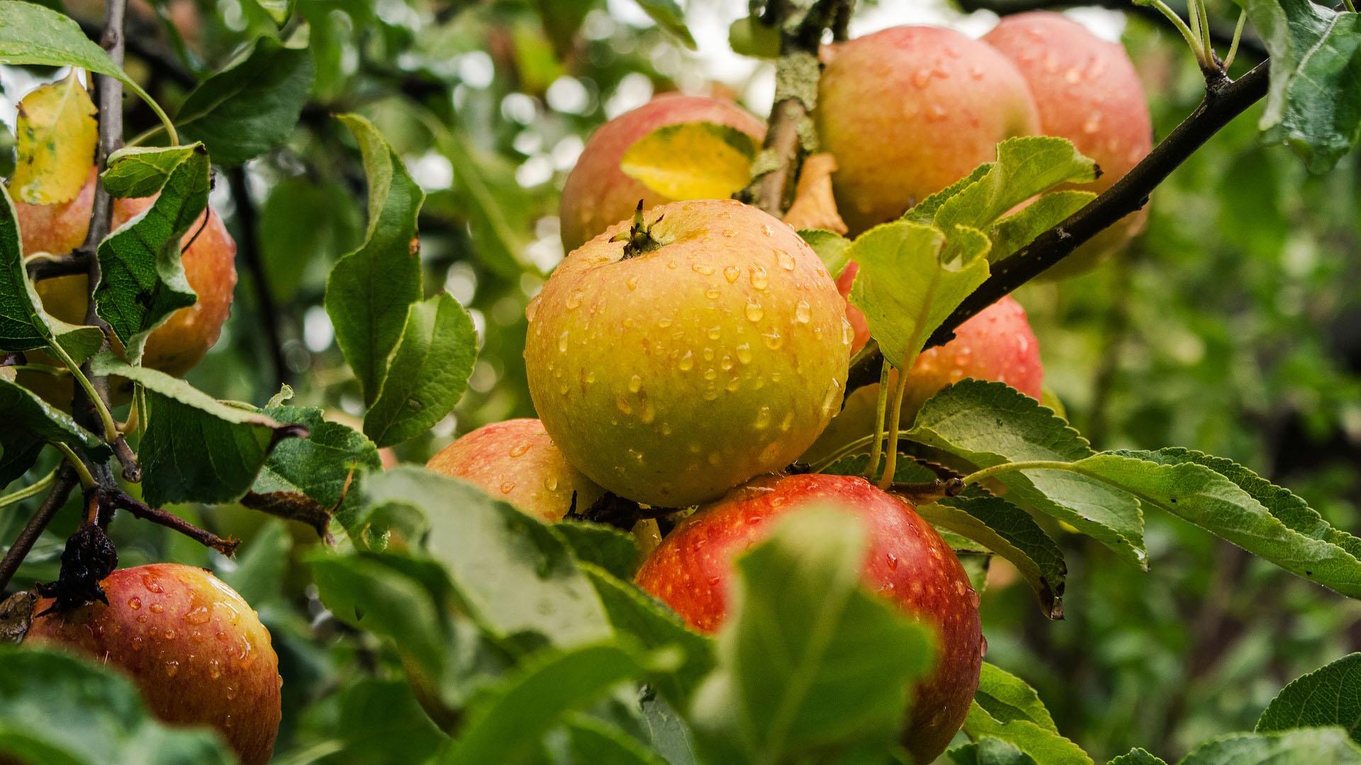 Nauti runsaasta omenasadosta. (Kuva: Pixabay)