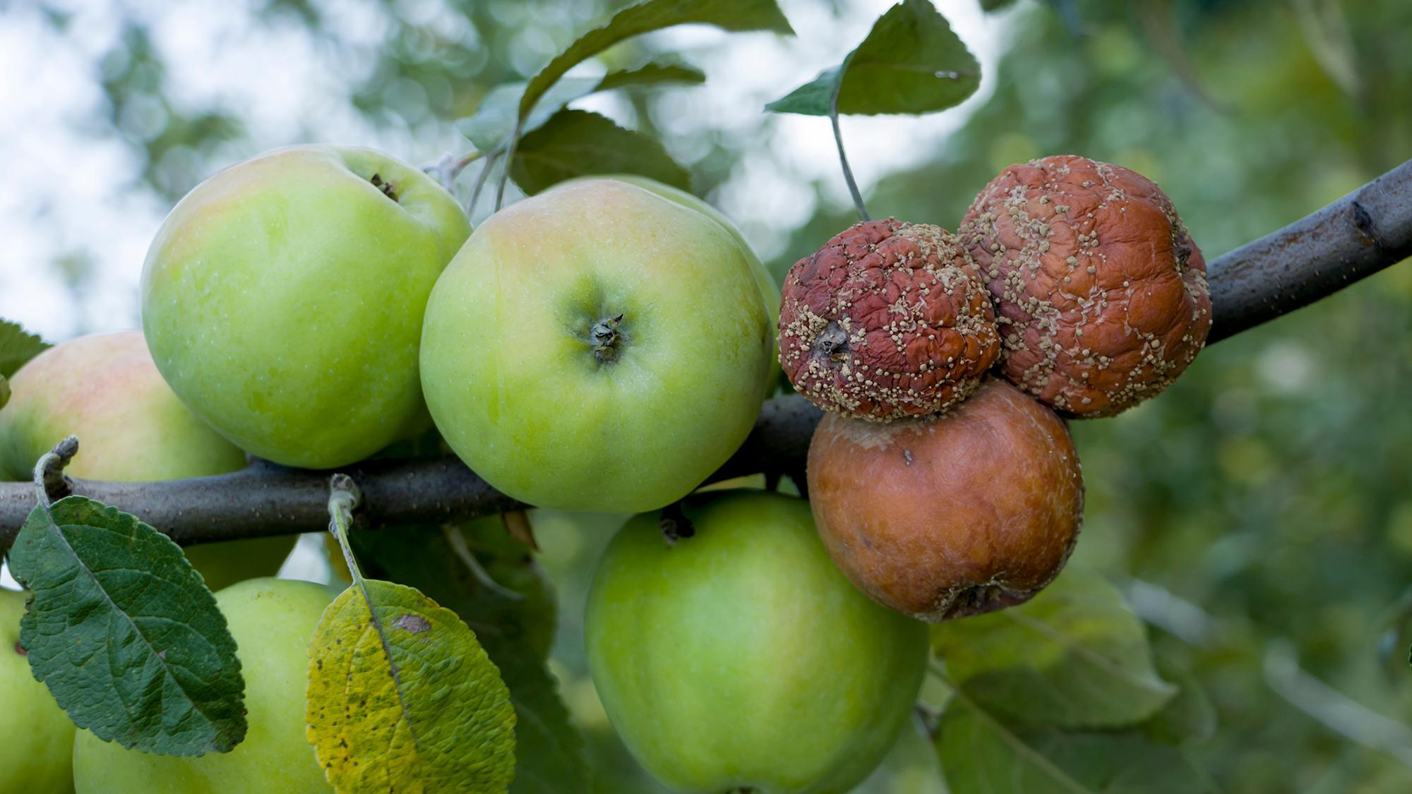 Muumiotautiset omenat poistetaan omenapuista ja hävitetään. (Kuva: Adobe Stock)