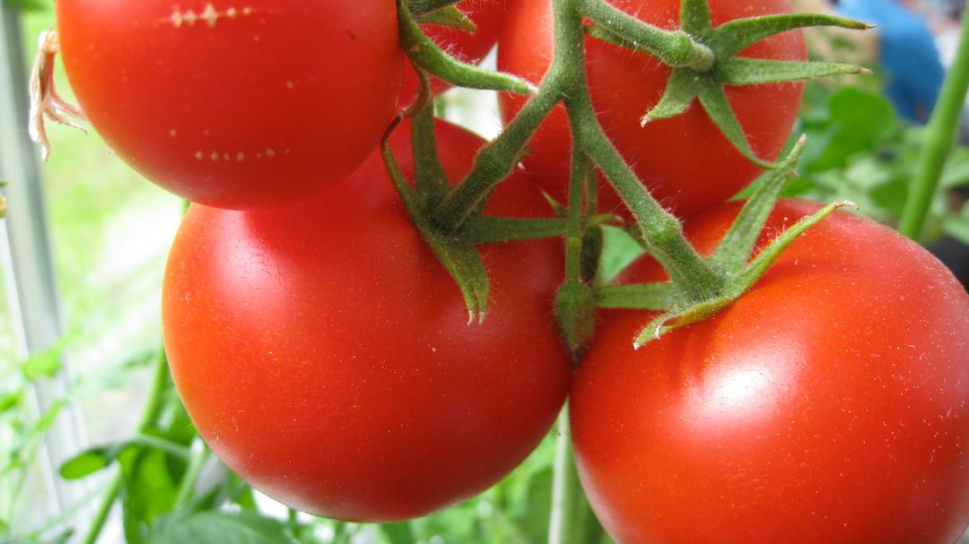 Lähikuva tomaateista
