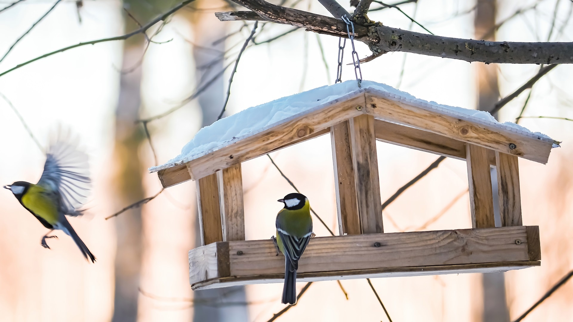feeding-birds-in-winter-cute-garden-birds-great-t-2023-11-27-05-20-51-utc