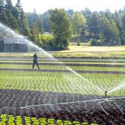 Varsinkin kuivana ja aurinkoisena kesänä sadettajat ovat salaattiviljelmillä tarpeen.