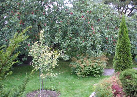 Takapihan toista kulmaa hallitsevat suuret ja satoisat omenapuut (Malus domestica), joiden leikkauksista on selvästi huolehdittu säännöllisesti. Muutamia maahan asti roikkuvia ja kulkemista estäviä oksia kannattaa poistaa.