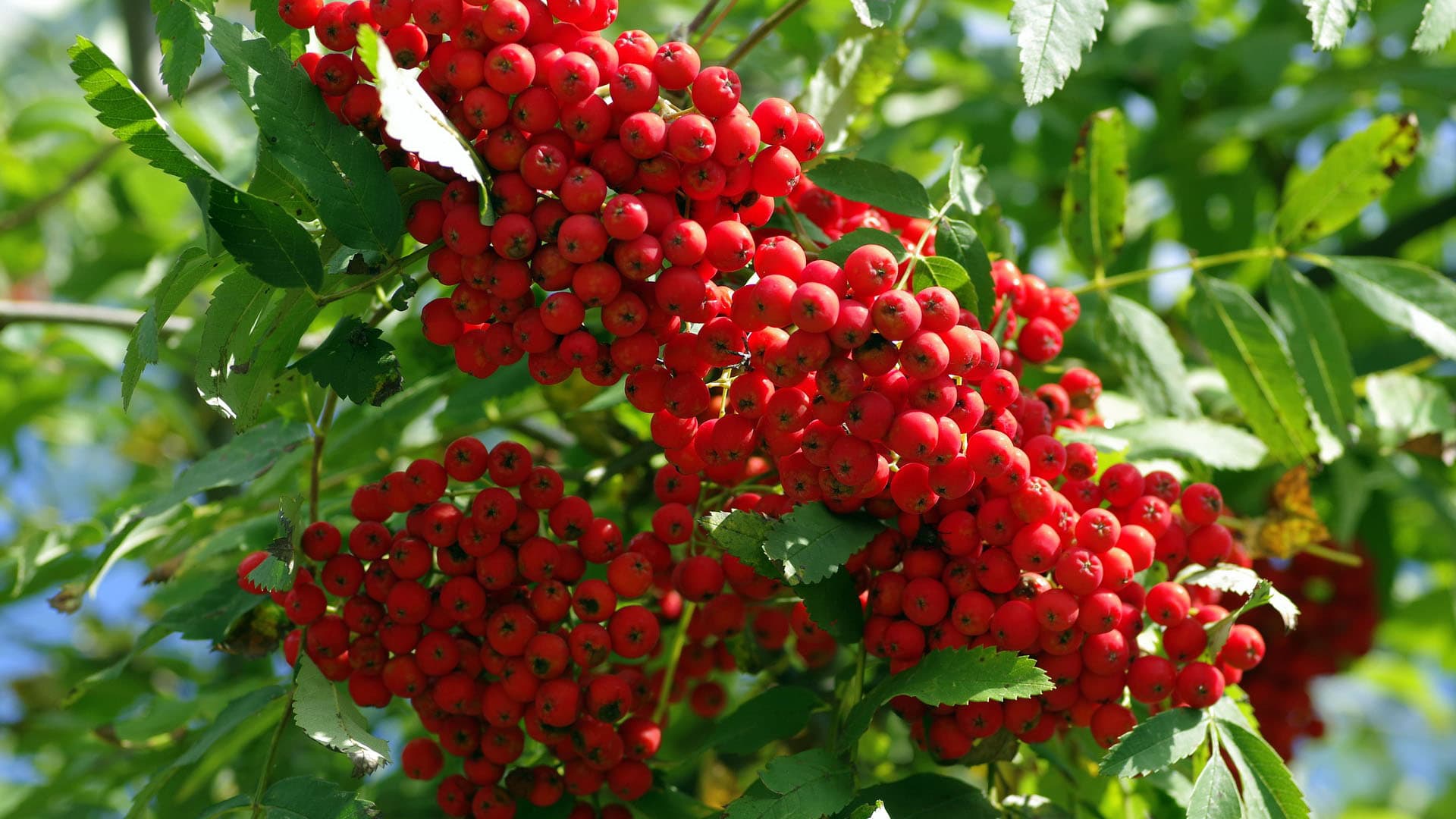 <p data-block-key="mutv9">Pihlajanmarjaterttu oksassa. (Kuva: Pixabay)</p>