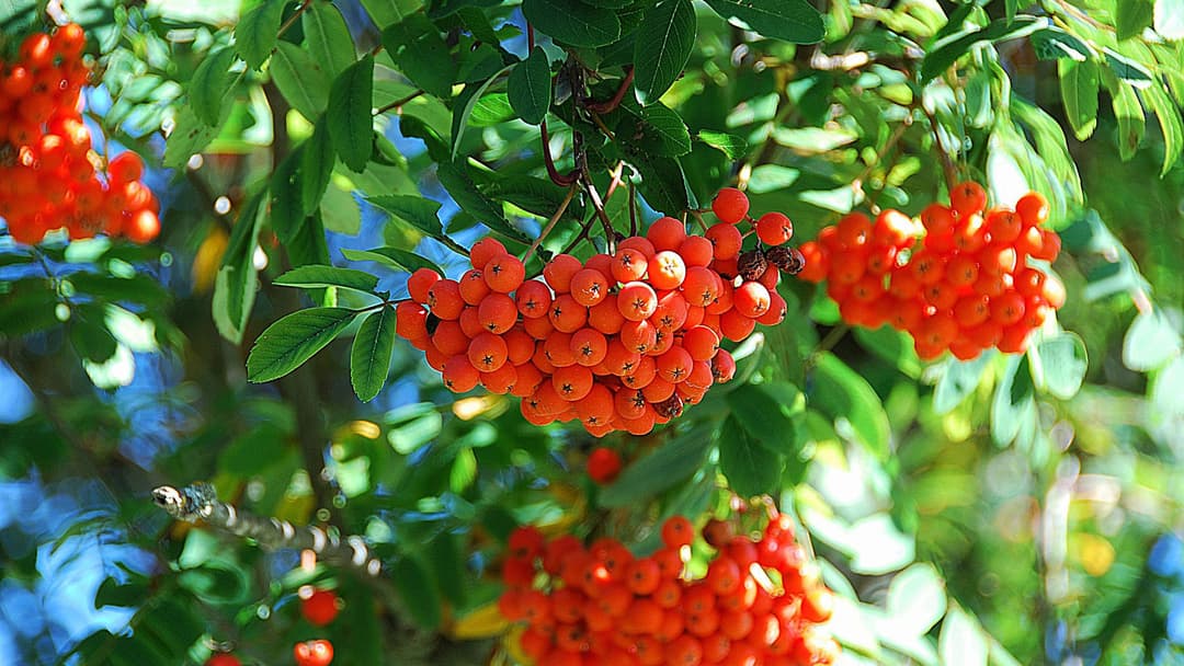 Pihlajan oksia täynnä oranssisia pihlajanmarjoja