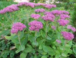 komeamaksaruoho (Sedum 'Herbstfreude')