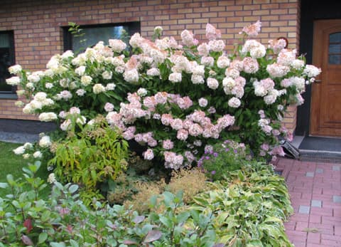 Kaksi syyshortensiaa (Hydrangea paniculata ’Grandiflora’) hallitsee etupihaa, eikä keittiön ikkunasta pääse vahtimaan lasten touhuja. Toinen pensas, niin kaunis kuin se onkin, saa lähtöpassit. Syyshortensian kokoa voi säädellä aikaisin keväällä tehtävin leikkauksin. Leikkaaminen vähentää kukintojen määrää, mutta niiden koko kasvaa. Pensas kukkii saman vuoden versoilla.