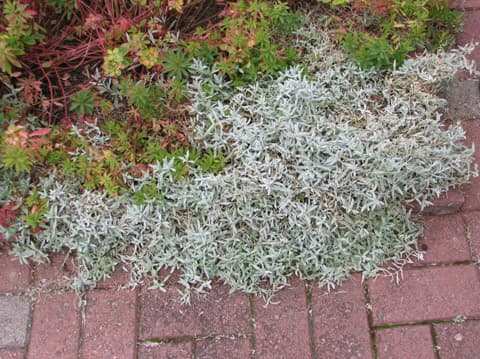 Hopeahärkki (Cerastium tomentosum) pyrkii myös leviämään kiveyksen päälle. Sitä voi huoletta karsia, etenkin kun se nyt syysväsymystä potevana ei ole kauneimmillaan.