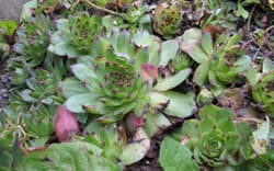 Mehitähdet (Sempervivum) menestyvät lähes olemattomassa maassa. Ne leviävät helposti rönsyillä, joiden päähän kasvaa uusi ruusuke.