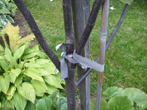 Tämä purppuraomenapuu (Malus Purpurea-ryhmä) on jo saanut juuristonsa tiukasti maahan, joten tuet kannattaa ottaa pois ennen kuin nauha tai tukikepit alkavat hiertää oksia. Kaikki tuet olisikin syytä tarkistaa vuosittain…