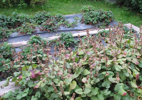 Jalopähkämöt (Stachys macrantha) reunustavat vanhaa, uudistamista vaativaa mansikkatarhaa. Alueen muuttaminen nurmikentäksi ei tuota tuskaa, koska jalopähkämö kestää hyvin siirtämistä ja uusi, pienempi mansikkamaa voidaan perustaa kentän reunalle.