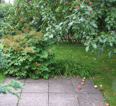 Omenapuiden, isotöyhtöangervon (Aruncus dioicus), päivänliljojen (Hemerocallis) ja sinikatajan (Juniperus squamata ’Meyeri’) puristuksiin jäänyt toinen kiveysalue on aivan liian pieni perheen pöytäryhmää varten. Sitä on joko kasvatettava, jolloin suuri sinikataja on poistettava - tai oleskelualue on sijoitettava varjoisampaan paikkaan talon seinustalle.