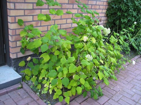 Tämä hortensia (Hydrangea) joutunee väistymään lasten lelujen säilytyslaatikon tieltä. Nykysuositusten mukaan sokkelin viereen ei istuteta kasveja, vaan se päällystetään soralla, luonnonkivillä, kiveyksellä tms.