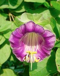 Kelloköynnös (Cobaea scandens)