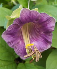 kelloköynnös (Cobaea scandens)