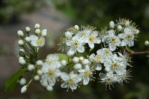 <p data-block-key="71mbn">Pilvikirsikan kukintaa Kuva: Wikipedia/Halava</p>