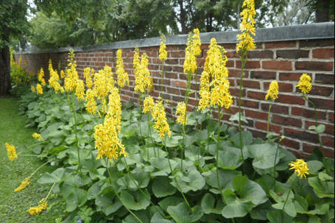 Nauhus on näyttävä ja näkyy kauas - upea yhdistelmä tiilimuurin kanssa. Kuvassa aurinkonauhus (Ligularia stenocephala)