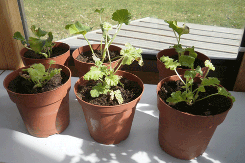 Pelargonin latvapistokkaista saat pian uusia yksilöitä