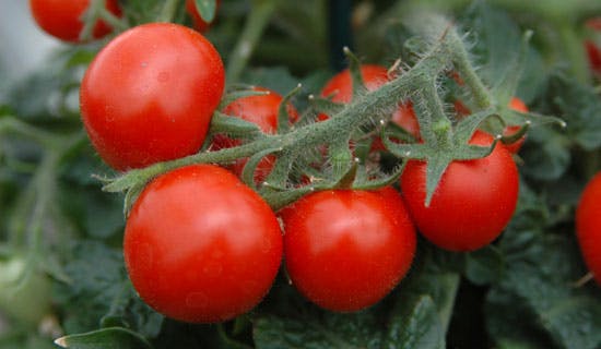 Tomaattiamppeli