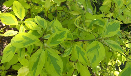 Kanukat (Cornus) - värikkäät ja peittävät pensaat