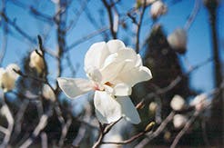 Magnolia Merrill