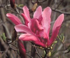 Magnolia Susan