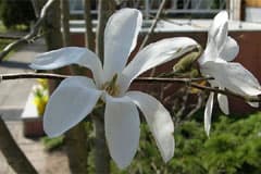 Magnolia on kevään kukkiva kaunotar