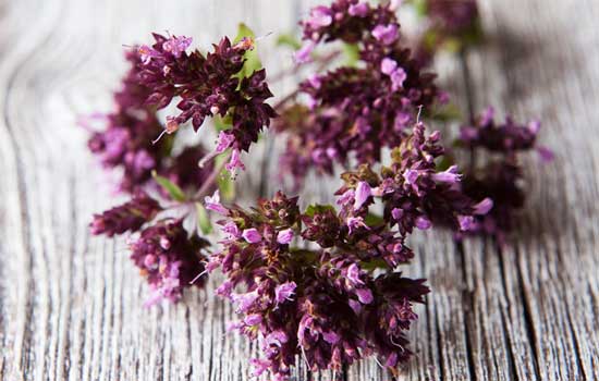 <p data-block-key="jnx3t">Mäkimeirami eli oregano</p>