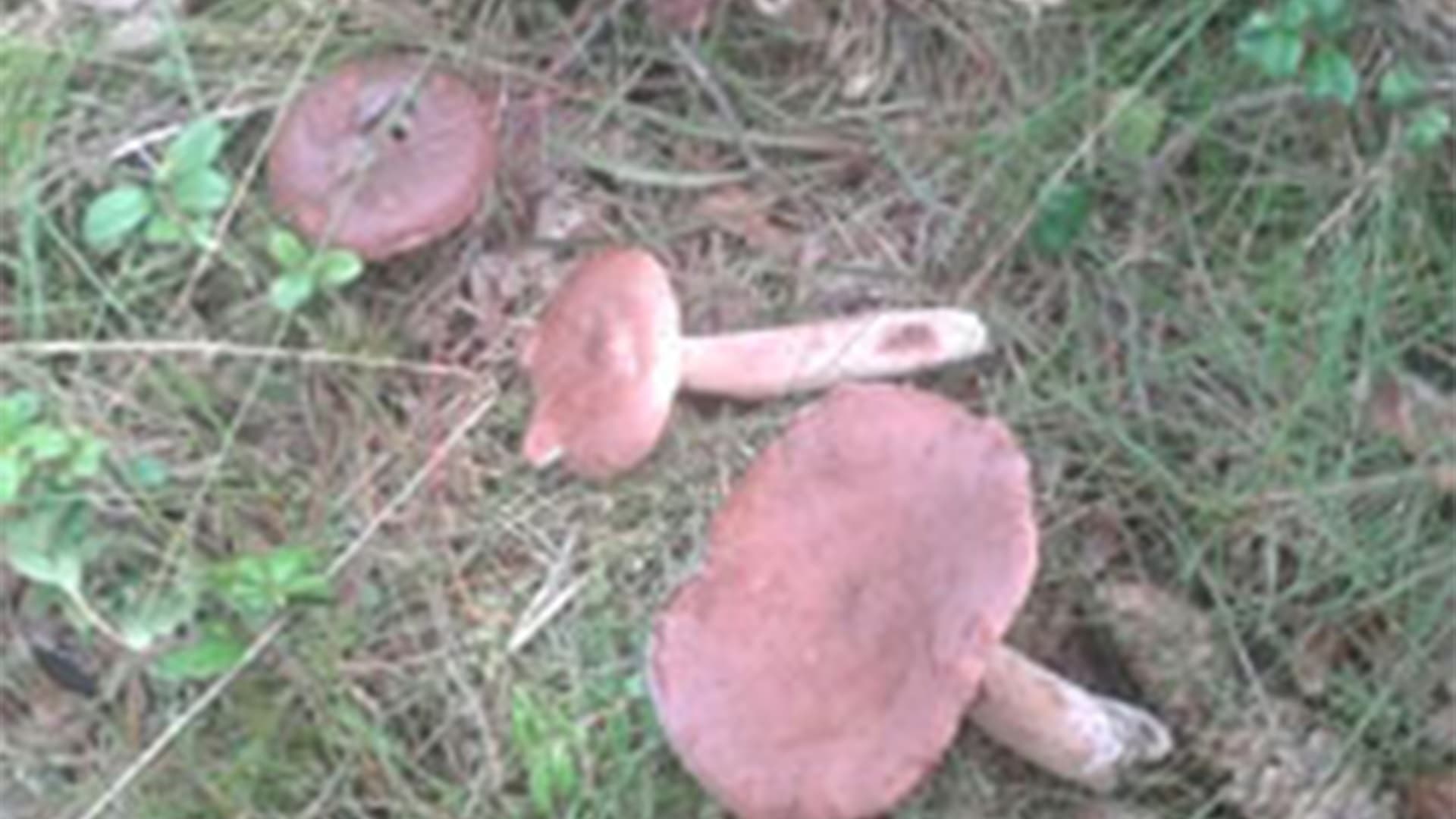 Kangasrousku on helppo löytää ja tunnistaa