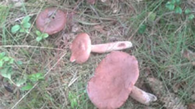 Kangasrousku