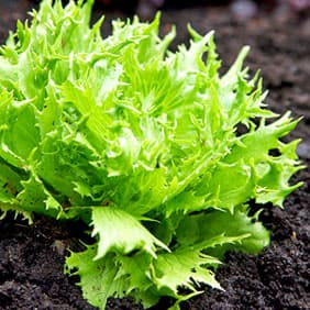 Jäävuorisalaatti ´Frisée de Beauregard´